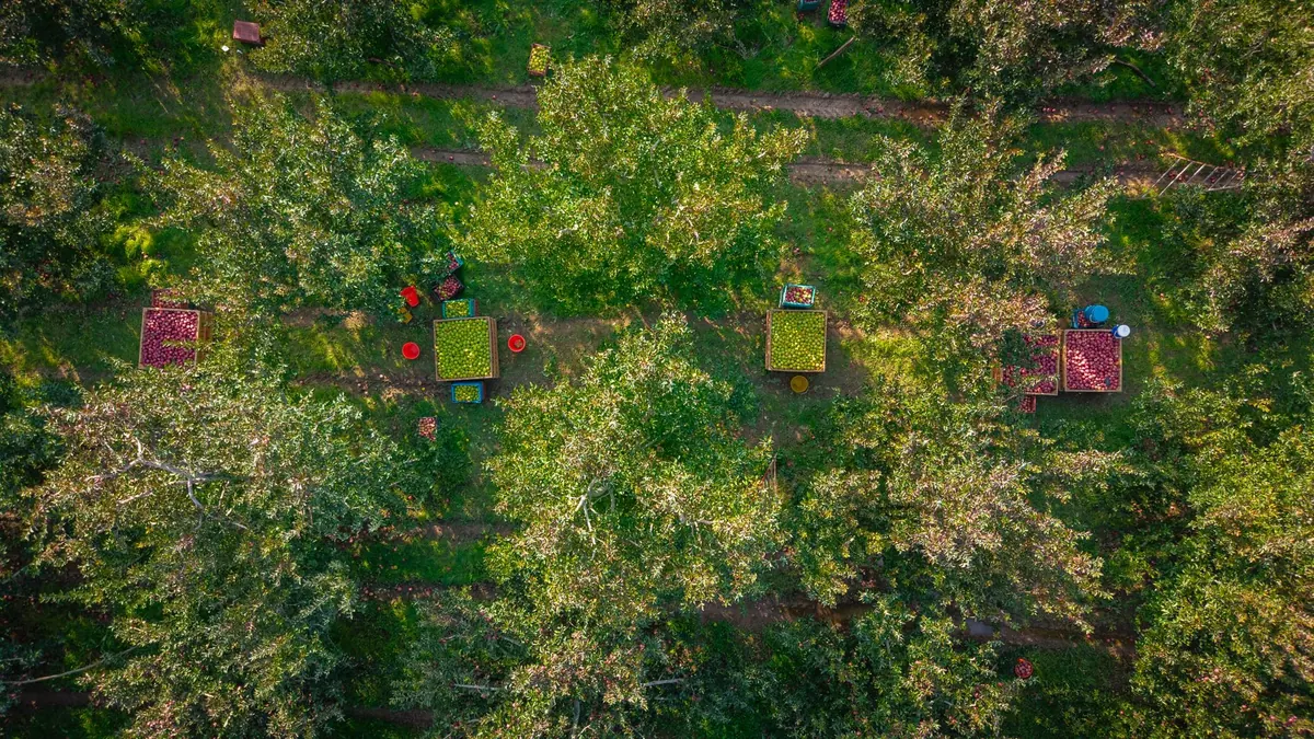 How to Grow Kentish Apples in a Small Garden: A Beginner's Guide